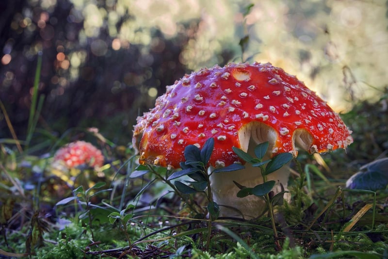 Forest Charm