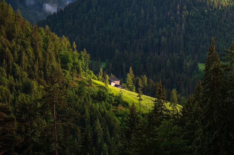 Rustic Treehouse Retreat